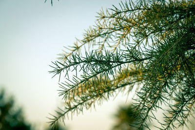 Closeup details of the pine tree