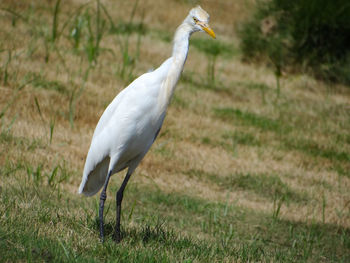 White bird on a field