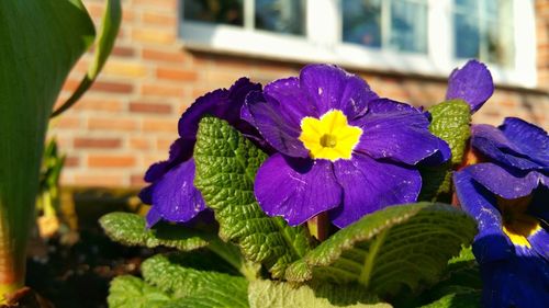 Close-up of purple flowers blooming