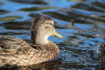 Duck swimming in lake