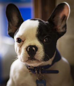 Portrait of dog at home