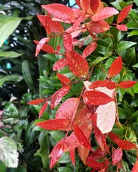 Close-up of wet red plant