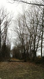 Bare trees on landscape