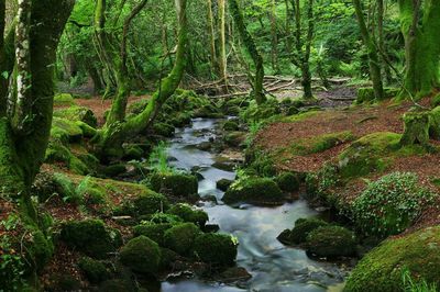 Scenic view of waterfall in forest against sky