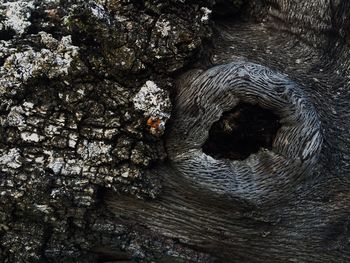 High angle view of crocodile on rock in cave