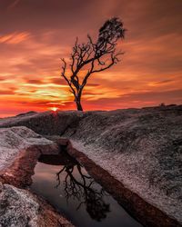 Bare tree by sea against sky during sunset