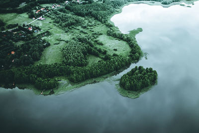 High angle view of plant in sea