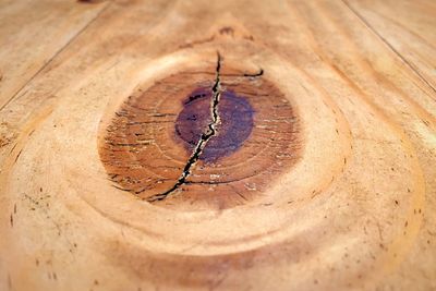 Close-up of tree stump