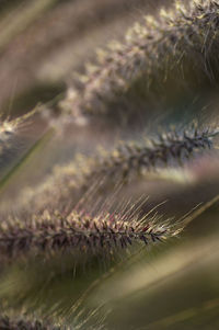 Close-up of caterpillar on plant