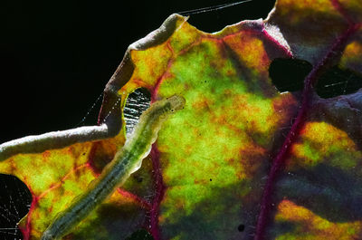 Close-up of multi colored leaf against black background