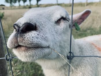 Close-up of a sheep