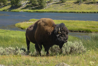 Bison in grass 