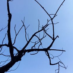 Low angle view of bare trees against clear sky