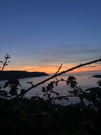 Silhouette plants by lake against sky during sunset