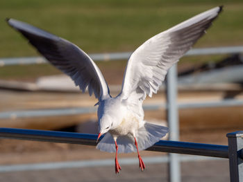 Close-up of seagull flying