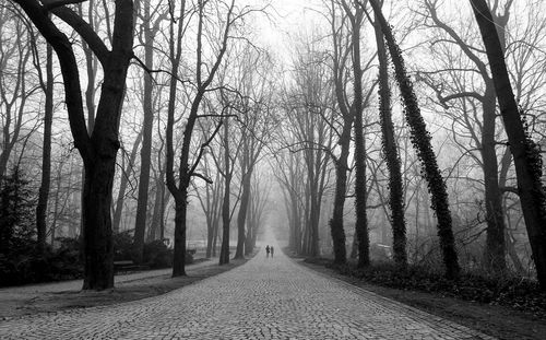 Road amidst trees in forest during winter