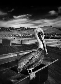 Close-up of pelican on bench at promenade against sky
