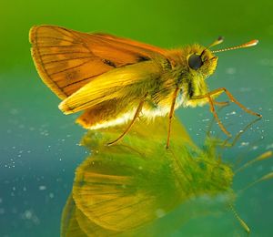 Close-up of butterfly pollinating on flower