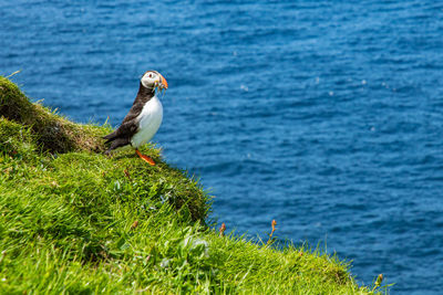 Seagull perching on a beach