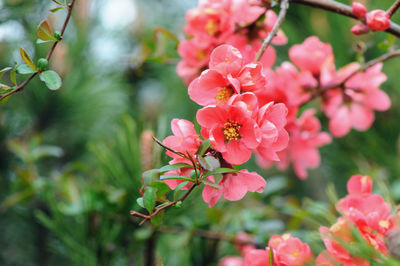 Close-up of insect on pink flowering plant