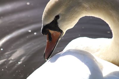 Close-up of swan in lake