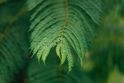 Close-up of plant