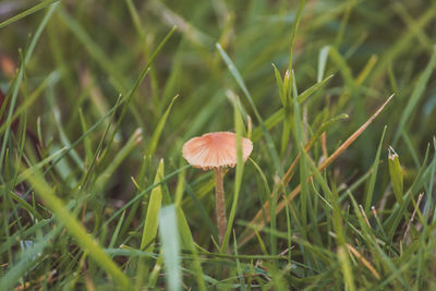 Close-up of mushroom growing on field