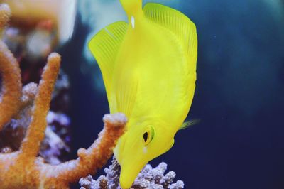 Close-up of an animal