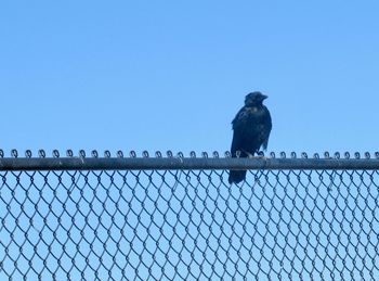 Bird perching on fence against blue sky