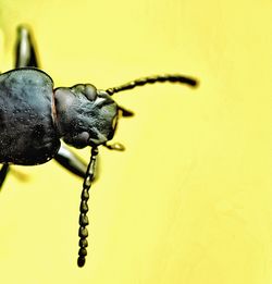Close-up of black insect on yellow background