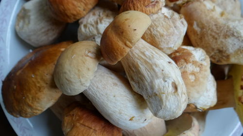 Close-up of edible mushroom in plate on table