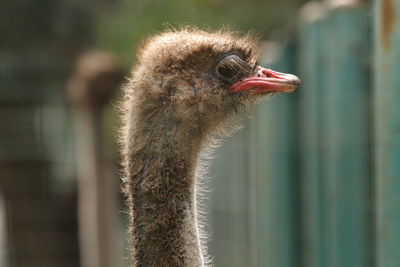 Close-up of ostrich 