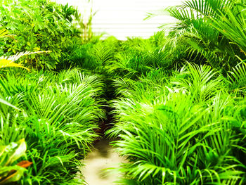 Close-up of fresh green plants on field