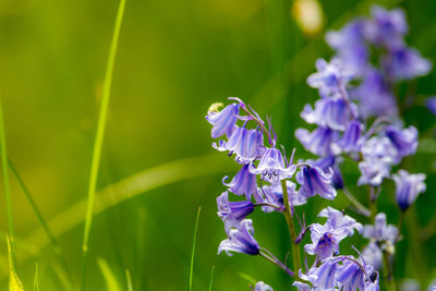 Close-up of insect on purple flowering plant