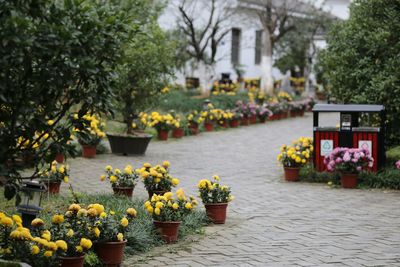 Potted plants in garden