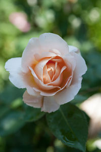 Close-up of pink rose plant