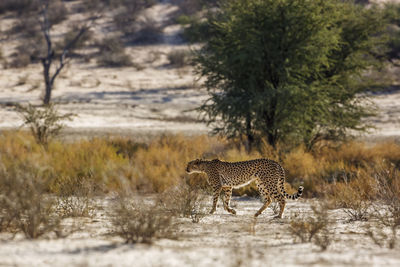 Cheetah walking