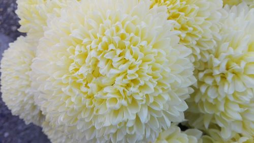 Full frame shot of yellow flowers