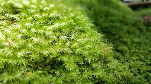 Close-up of grass