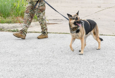 A soldier walks his military dog on a leash, both man and animal in uniform