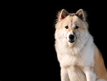 Portrait of a dog over black background