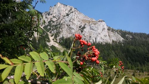 Red berries on plant against mountain