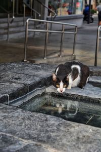 Cat relaxing on street