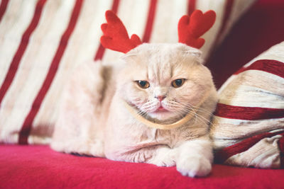 Cute scottish fold cat with reindeer christmas horns. cream tabby cat dressed as reindeer rudolph.