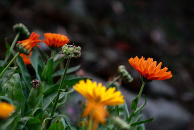 Close-up of orange flowering plant