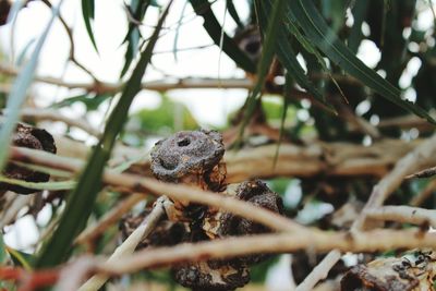 Close-up of lizard on branch