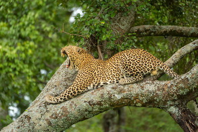 Leopard lies yawning on tree in forest