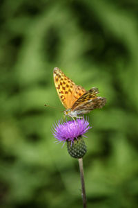 Close-up of butterfly on purple flower