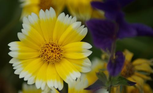 Close-up of yellow flowering plant