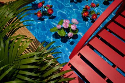 High angle view of plants by swimming pool